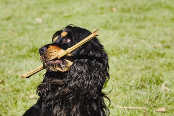 a black dog holding a stick in its mouth